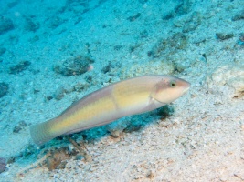 Yellowhead Wrasse IMG 5229